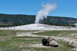 Armed Individual Dies in Exchange of Gunfire with Park Ranger at Yellowstone National Park